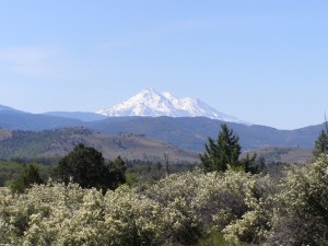 shasta