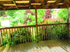 The deck and some of the beautiful nature in our yard