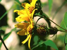 Photo: "Full Bloom" by PocahontasBrandy, 2013