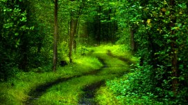 2e170-path-of-nature-wallpaper