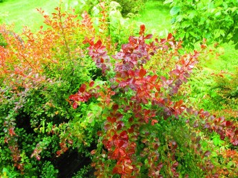 Photo by PocahontasBrandy, 2014