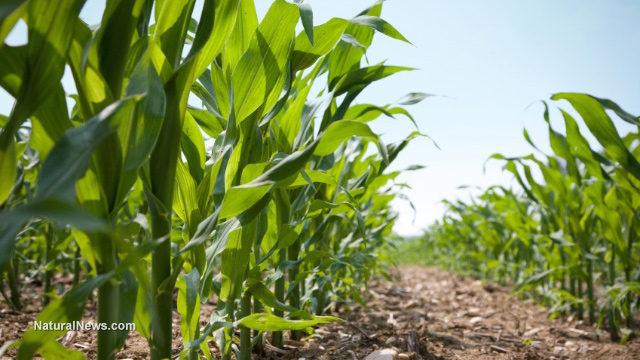 corn-crops-field-farm