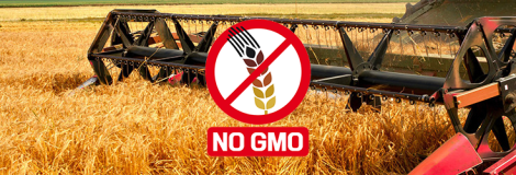 field-wheat-grain-gmo-no-735-250