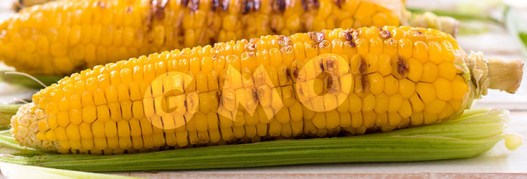 gmo-corn-cob-735-250