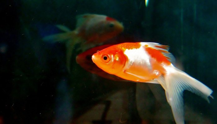 aaeaaqaaaaaaaavpaaaajdq4njq2ntqxltu1zdatngi5oc1izme4ltzlyzi2ognknte4mq