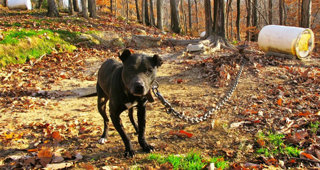 dog_on_chain