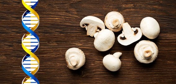 food-white-button-mushroom-dna-gmo-735-350