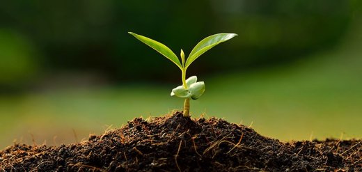 soil-dirt-plant-735-350