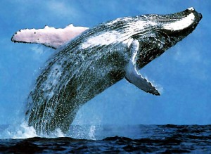 whale-breaching-300x219