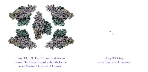 black-seed-may-treat-hypothyroidism-hashimotos-disease-clinical-trial-reveals-natural-vs-synthetic-t4-800x394