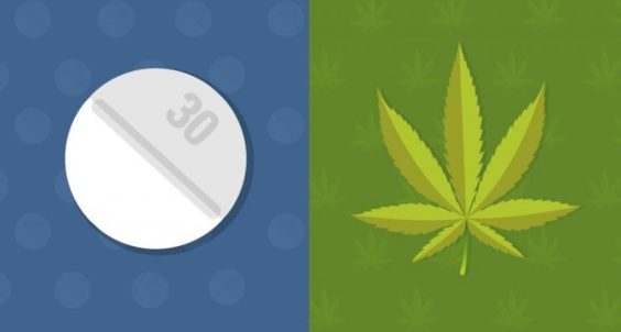 states-with-medical-marijuana-laws-have-lower-rates-of-opioid-related-deaths-study-finds-fb1-800x429