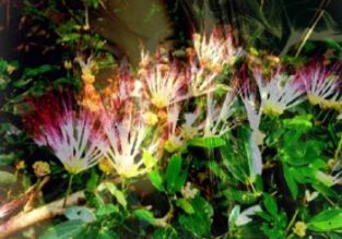 3-wild-herbs-for-lucid-dreaming-350x245