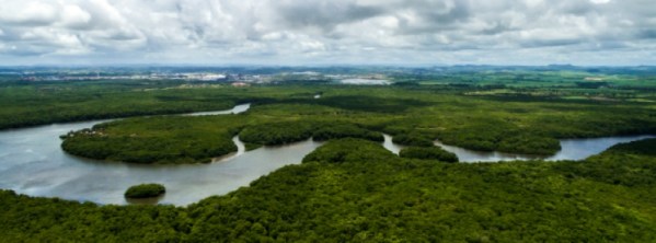 amazon-rainforest