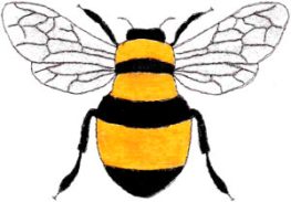 bee-ehc-300x209