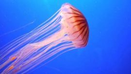 jellyfish-11-300x169