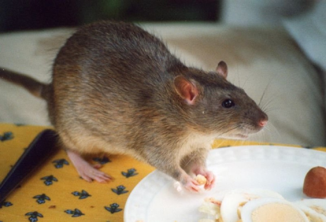 Argentinian Rats After ‘Losing’ 540 Kg Of Cannabis, Argentinian Police Blame Drug ...