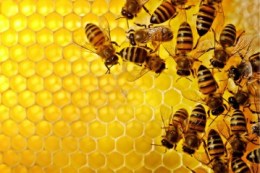 honeybees-pick-up-an-alarming-number-of-pesticides-from-non-crop-plants-purdue-researchers-find-359x240