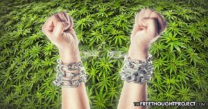 weed-sentence-696x366-300x158