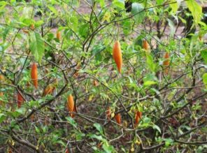 ibogaine-natural-addiction-treatment-1-350x259